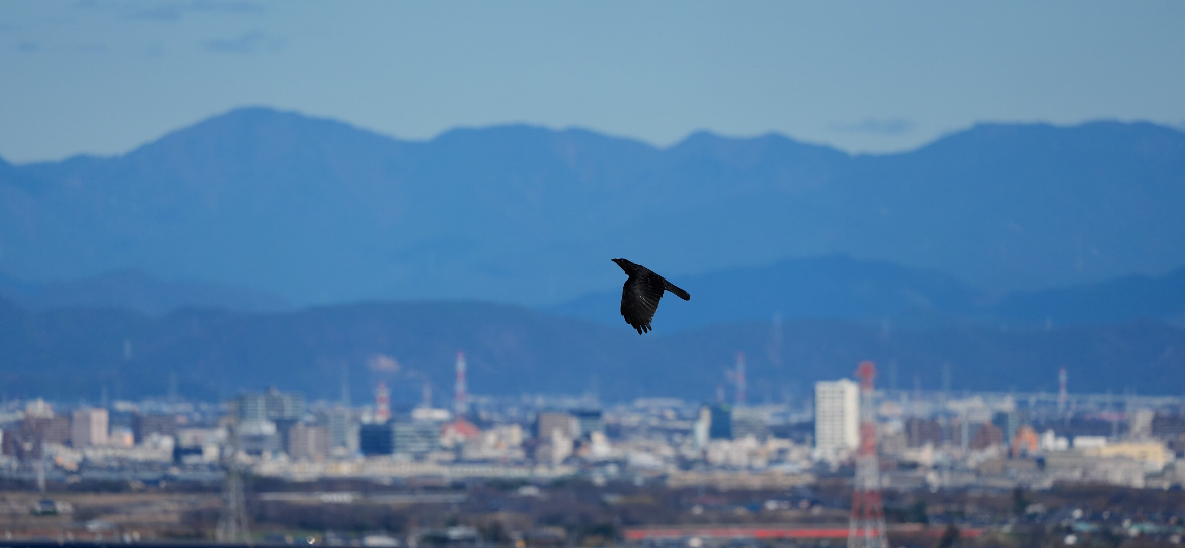 As the Crow Flies