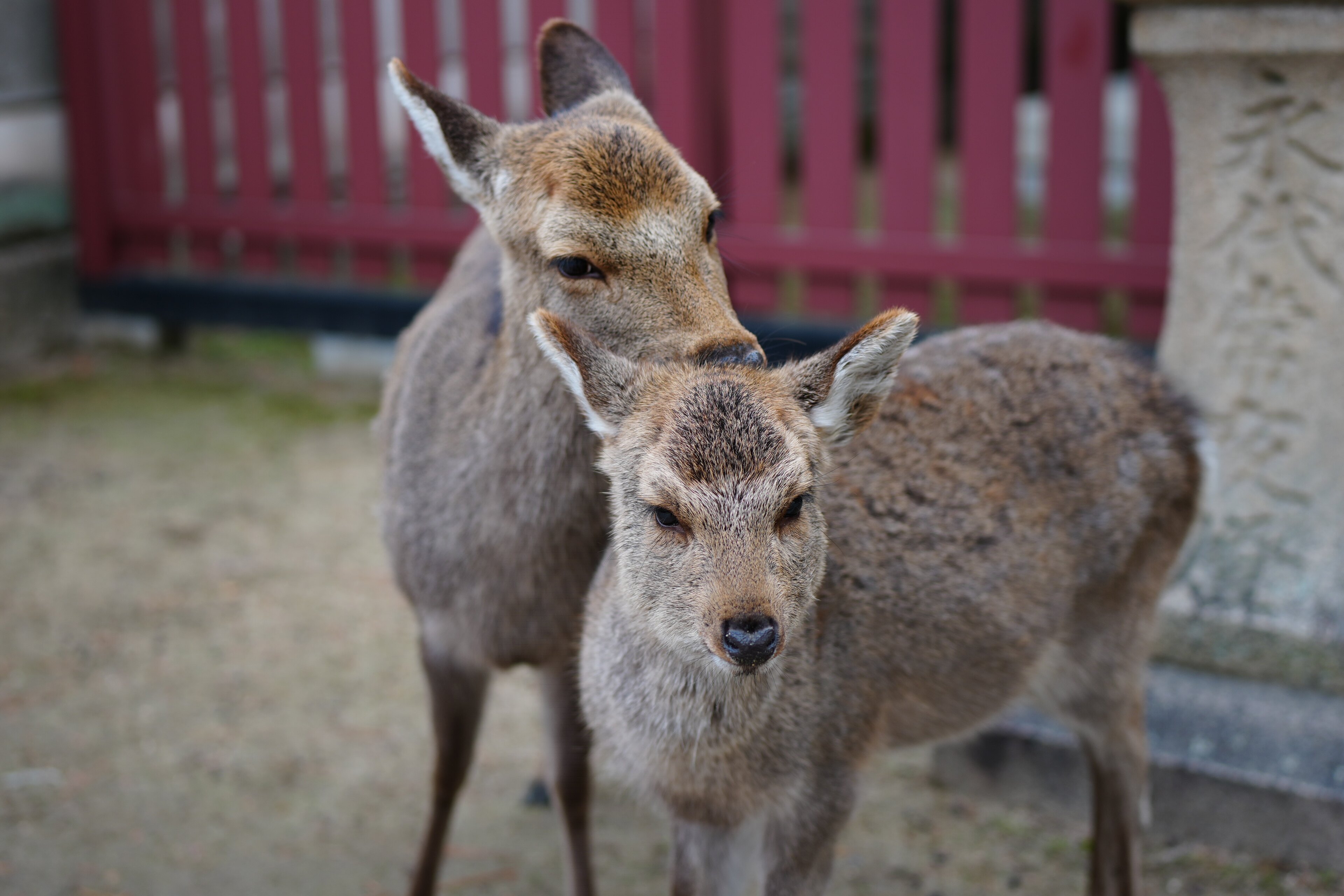 Deer Together