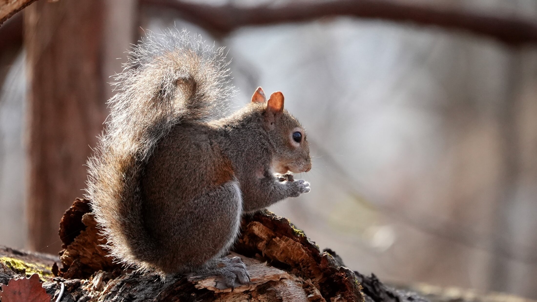 Squirrel in Sun